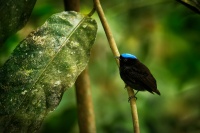 Pipulka modrotemenna - Lepidothrix coronata - Blue-crowned manakin 1912